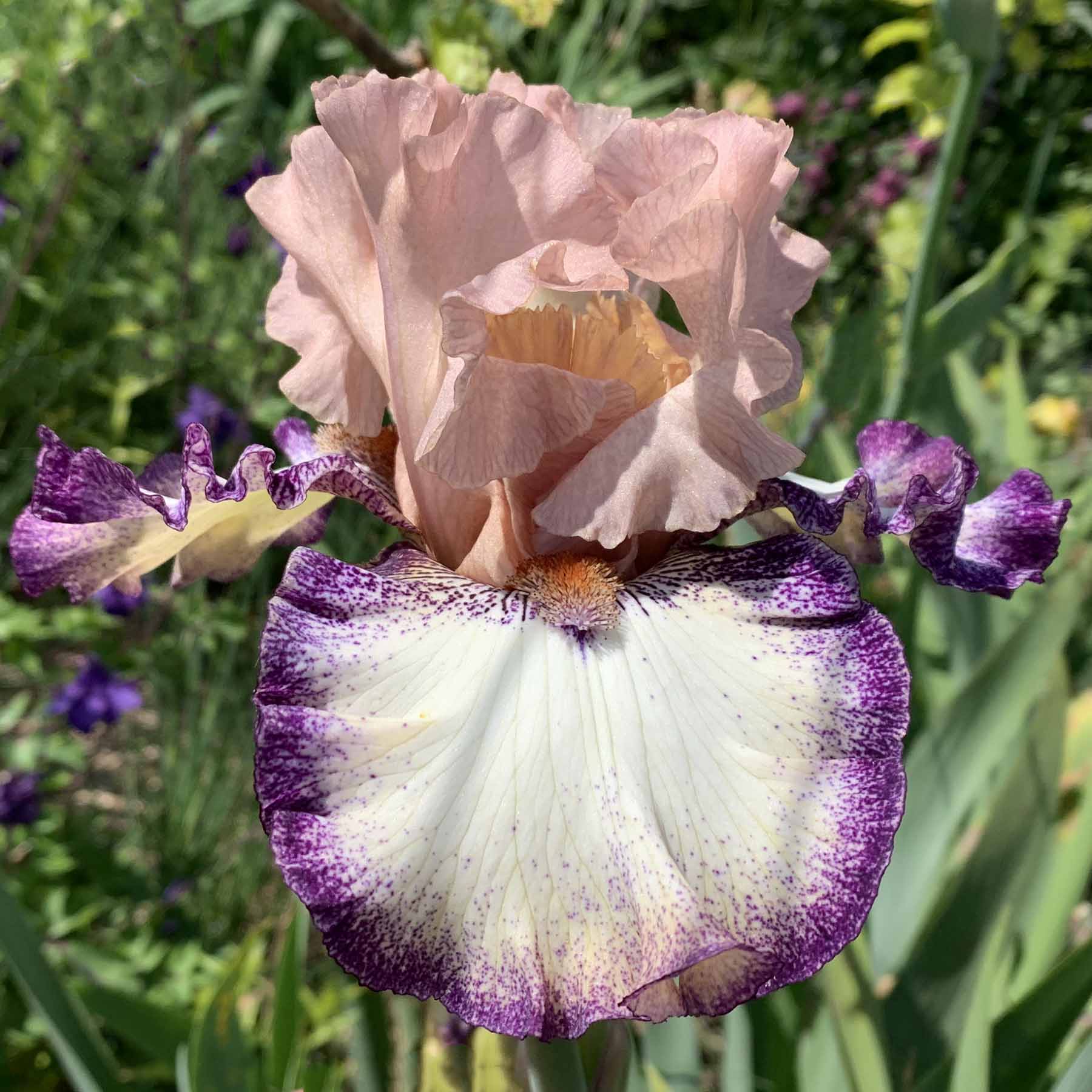 GREATINGS MY LADY.jpg